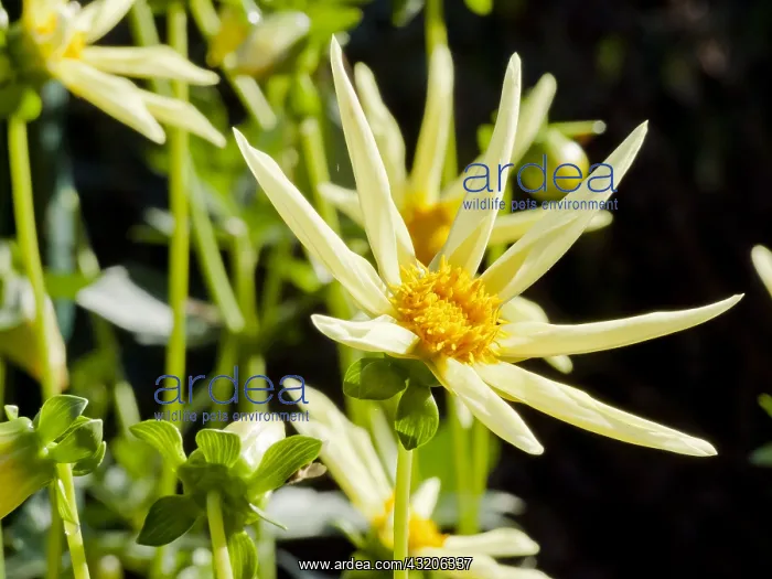 : Dahlia Honka in bloom in a garden : Dahlia Honka in bloom in a garden