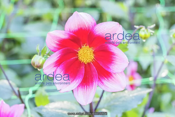 : Dahlia Hsroune Breeder : Turc (FRA) 2016, flower : Dahlia Hsroune Breeder : Turc (FRA) 2016, flower