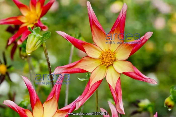 : Dahlia Hy Scent in bloom in a garden : Dahlia Hy Scent in bloom in a garden