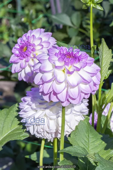 : Dahlia Jemchoujinka, flowers : Dahlia Jemchoujinka, flowers