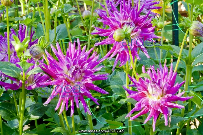 : Dahlia Jil in bloom in a garden : Dahlia Jil in bloom in a garden