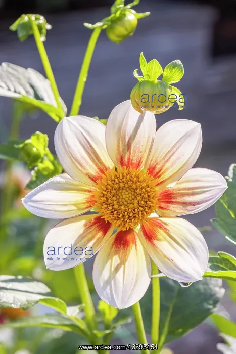 : Dahlia Juwel, Breeder : Otto (GER) 2004, flower : Dahlia Juwel, Breeder : Otto (GER) 2004, flower