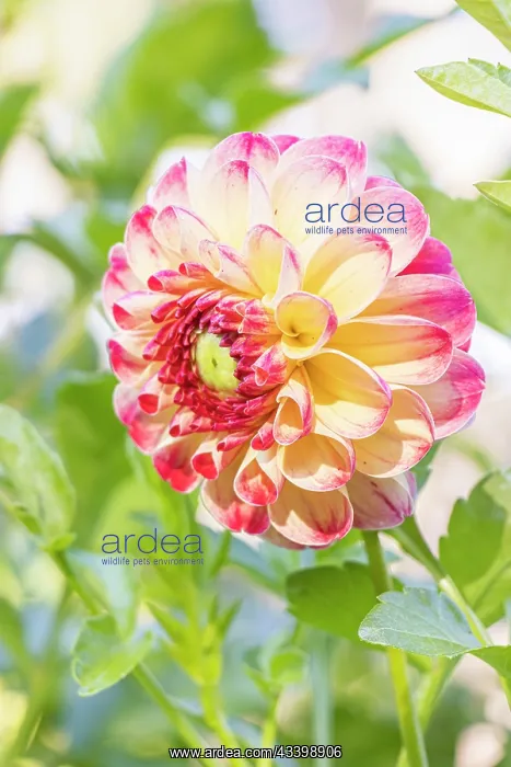 : Dahlia Kaiser Wilhelm Breeder : Deegen (GER) 1881, flower : Dahlia Kaiser Wilhelm Breeder : Deegen (GER) 1881, flower