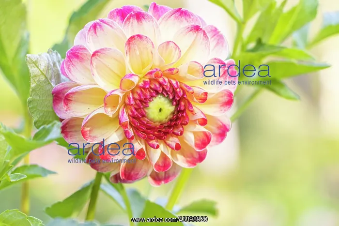 : Dahlia Kaiser Wilhelm Breeder : Deegen (GER) 1881, flower : Dahlia Kaiser Wilhelm Breeder : Deegen (GER) 1881, flower