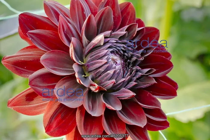 : Dahlia Karma Choc in bloom in a garden : Dahlia Karma Choc in bloom in a garden