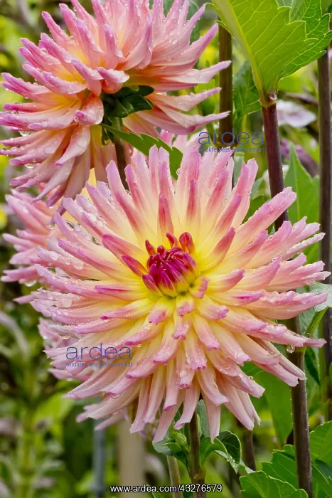 : Dahlia Karma Sangria in bloom in a garden : Dahlia Karma Sangria in bloom in a garden
