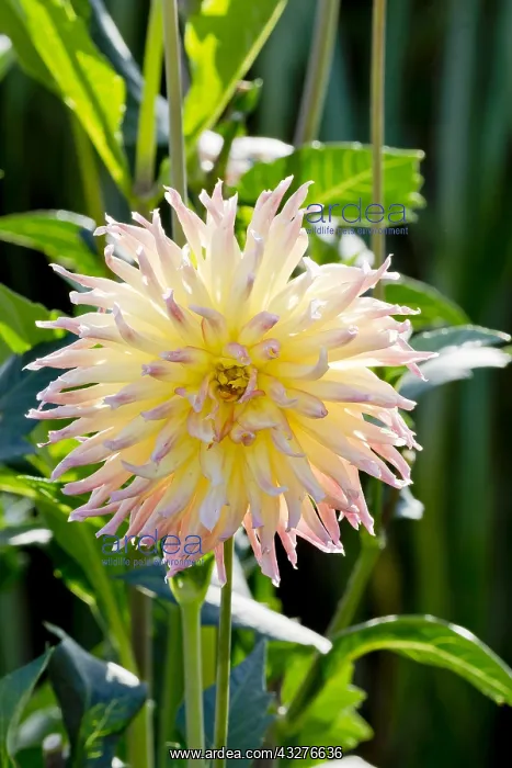 : Dahlia Karma Sangria in bloom in a garden : Dahlia Karma Sangria in bloom in a garden