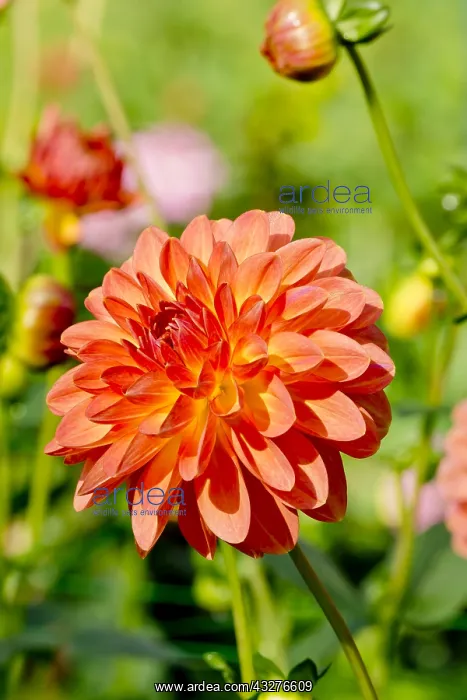 : Dahlia Key West in bloom in a garden : Dahlia Key West in bloom in a garden