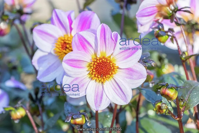 : Dahlia La Vie en Rose, Breeder : Kneblewski (FRA) : Dahlia La Vie en Rose, Breeder : Kneblewski (FRA)