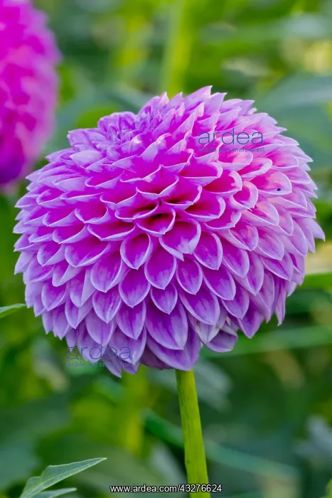 : Dahlia Loretta in bloom in a garden : Dahlia Loretta in bloom in a garden