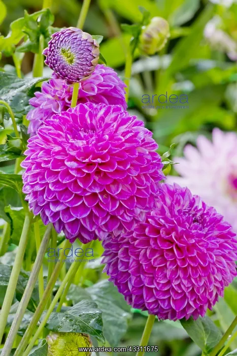 : Dahlia Loretta in bloom in a garden : Dahlia Loretta in bloom in a garden