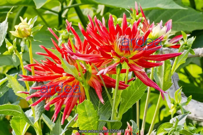 : Dahlia Lucifer in bloom in a garden : Dahlia Lucifer in bloom in a garden