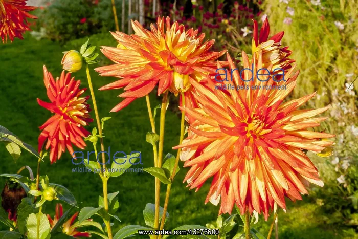 : Dahlia Lucifer in bloom in a garden : Dahlia Lucifer in bloom in a garden