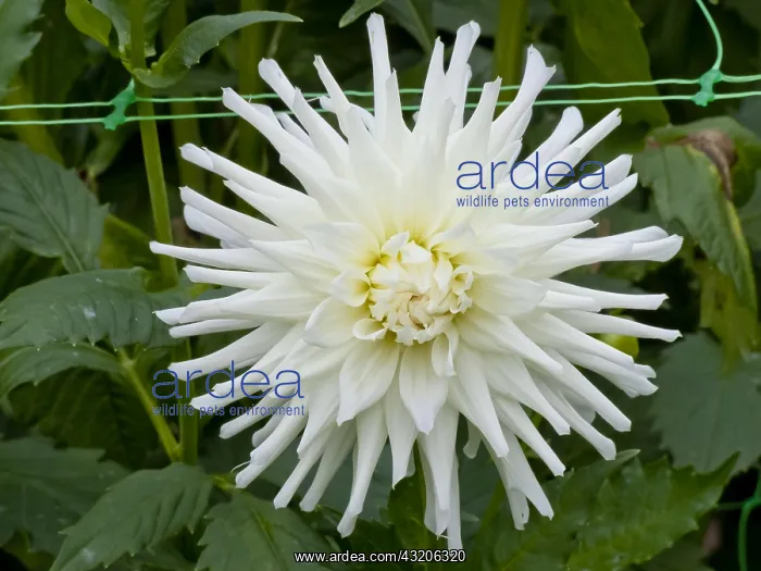 : Dahlia Magic Moment in bloom in a garden : Dahlia Magic Moment in bloom in a garden