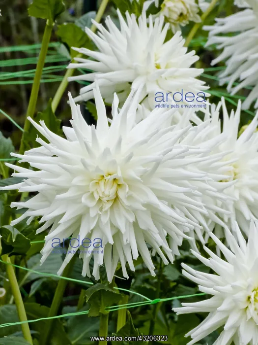 : Dahlia Magic Moment in bloom in a garden : Dahlia Magic Moment in bloom in a garden