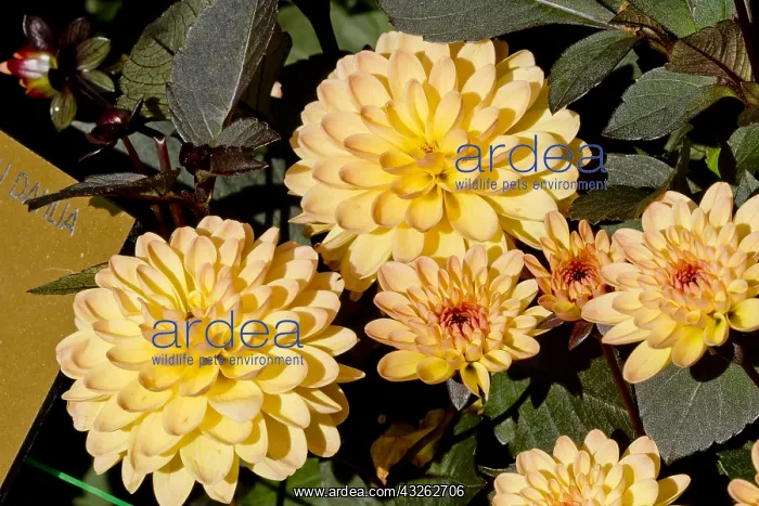 : Dahlia Mandanera in bloom in a garden : Dahlia Mandanera in bloom in a garden