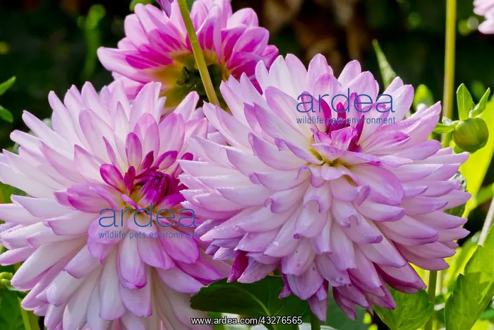 : Dahlia Marlon Amoroso in bloom in a garden : Dahlia Marlon Amoroso in bloom in a garden