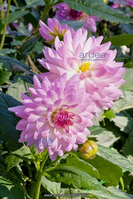 : Dahlia Marlon Amoroso in bloom in a garden : Dahlia Marlon Amoroso in bloom in a garden