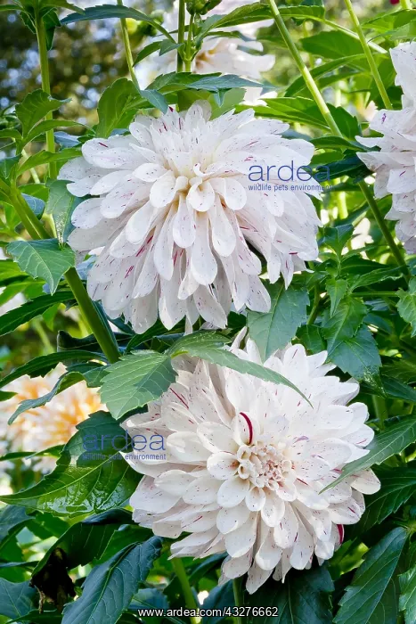 : Dahlia Mschoum in bloom in a garden : Dahlia Mschoum in bloom in a garden