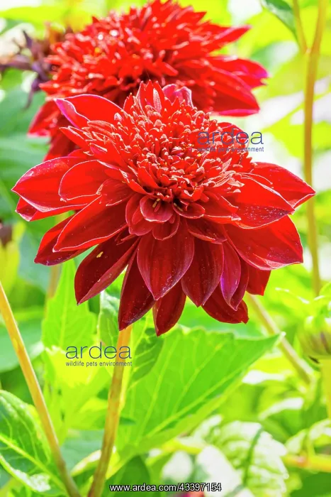 : Dahlia MystA re, flowers : Dahlia MystA re, flowers