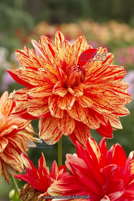 : Dahlia Neo : Dahlia Neo