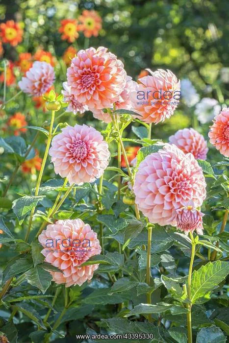 : Dahlia Peaches, Breeder : De Mulder (NDL) 2024, flowers : Dahlia Peaches, Breeder : De Mulder (NDL) 2024, flowers