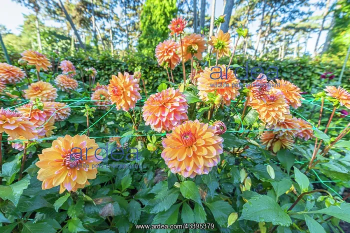 : Dahlia Peaches & Vanilla, flowers : Dahlia Peaches & Vanilla, flowers