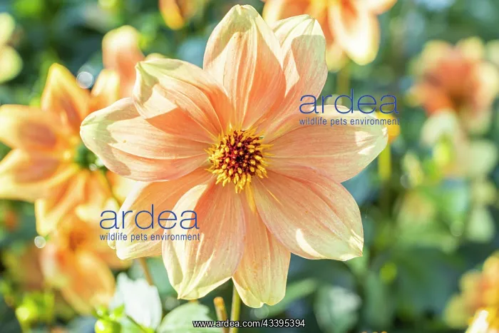 : Dahlia Peachy, Breeder : Turkish (FRA) 2024, flower : Dahlia Peachy, Breeder : Turkish (FRA) 2024, flower