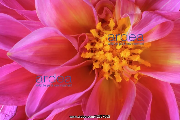 : Dahlia - detail of a pink coloured blossom : Dahlia - detail of a pink coloured blossom