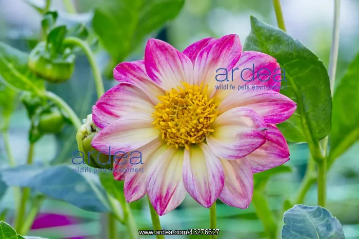 : Dahlia pinnata in bloom in a garden : Dahlia pinnata in bloom in a garden