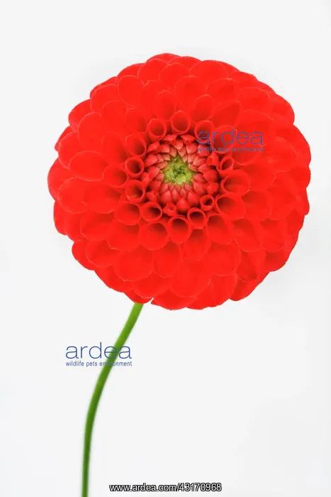 : Dahlia, Pompom Dahlia, Close up studio shot of single red co : Dahlia, Pompom Dahlia, Close up studio shot of single red co
