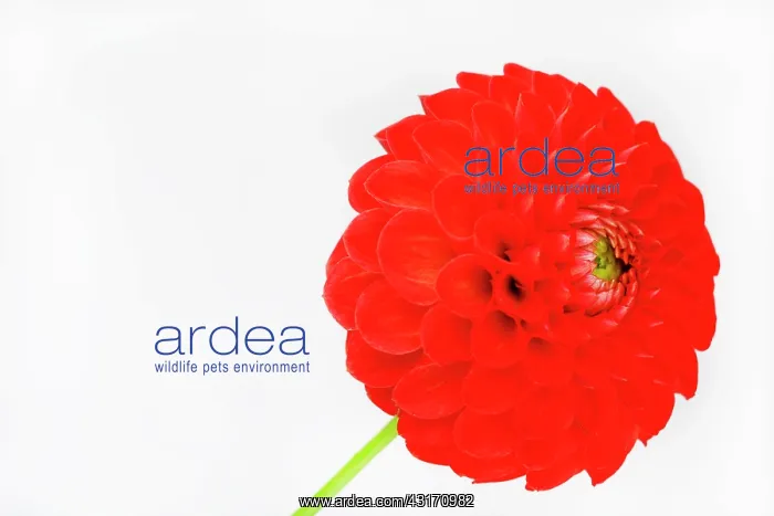 : Dahlia, Pompom Dahlia, Close up studio shot of single red co : Dahlia, Pompom Dahlia, Close up studio shot of single red co
