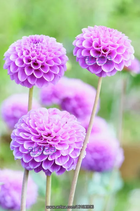 : Dahlia, Pompon Dahlia, Dahlia Jan van Scheffelaar : Dahlia, Pompon Dahlia, Dahlia Jan van Scheffelaar