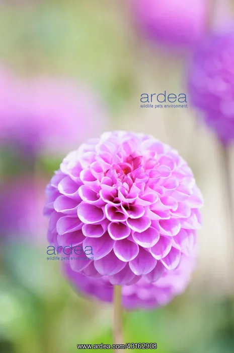 : Dahlia, Pompon Dahlia, Dahlia Jan van Scheffelaar : Dahlia, Pompon Dahlia, Dahlia Jan van Scheffelaar