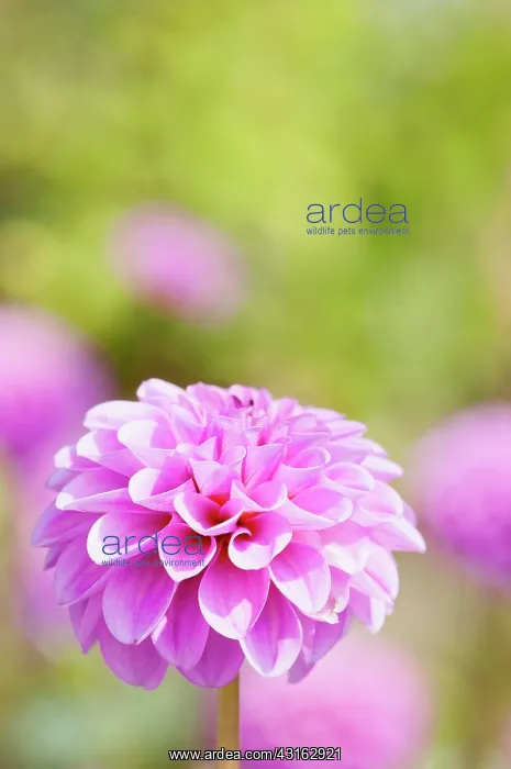 : Dahlia, Pompon Dahlia, Dahlia Jan van Scheffelaar : Dahlia, Pompon Dahlia, Dahlia Jan van Scheffelaar