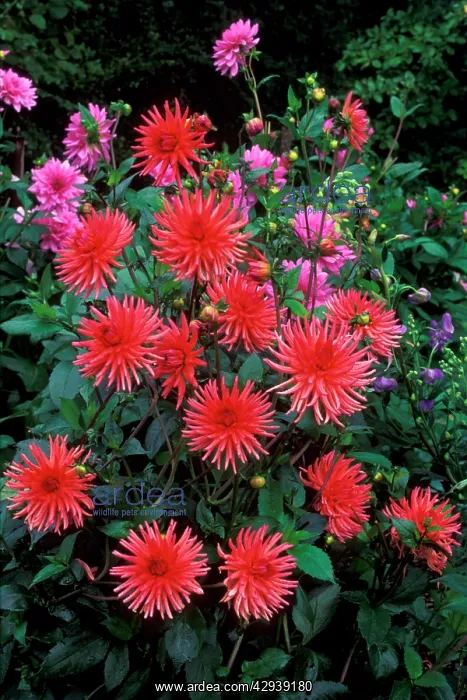 : Dahlia - Pontiac : Dahlia - Pontiac