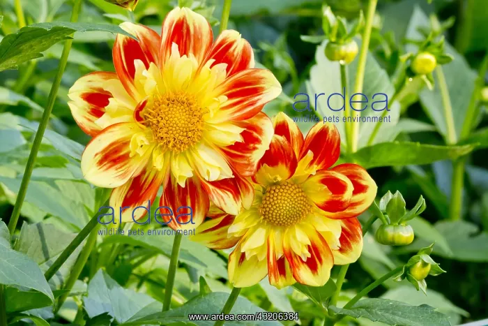 : Dahlia Pooh in bloom in a garden : Dahlia Pooh in bloom in a garden