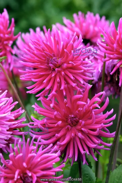 : Dahlia - Purple Gem : Dahlia - Purple Gem