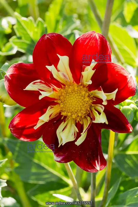 : Dahlia Raisa in bloom in a garden : Dahlia Raisa in bloom in a garden