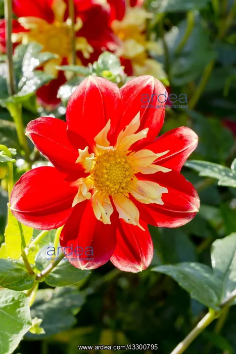 : Dahlia Raisa in bloom in a garden : Dahlia Raisa in bloom in a garden