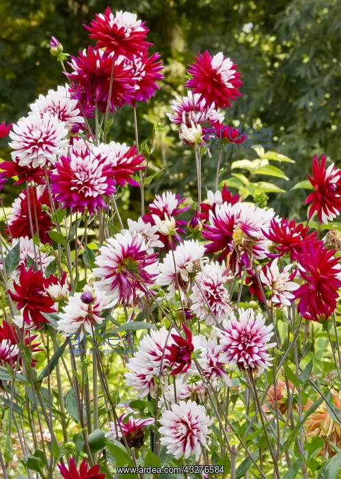 : Dahlia Rebecca's World in bloom in a garden : Dahlia Rebecca's World in bloom in a garden