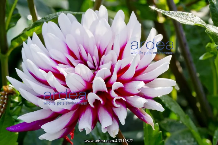 : Dahlia Rebecca's World in bloom in a garden : Dahlia Rebecca's World in bloom in a garden