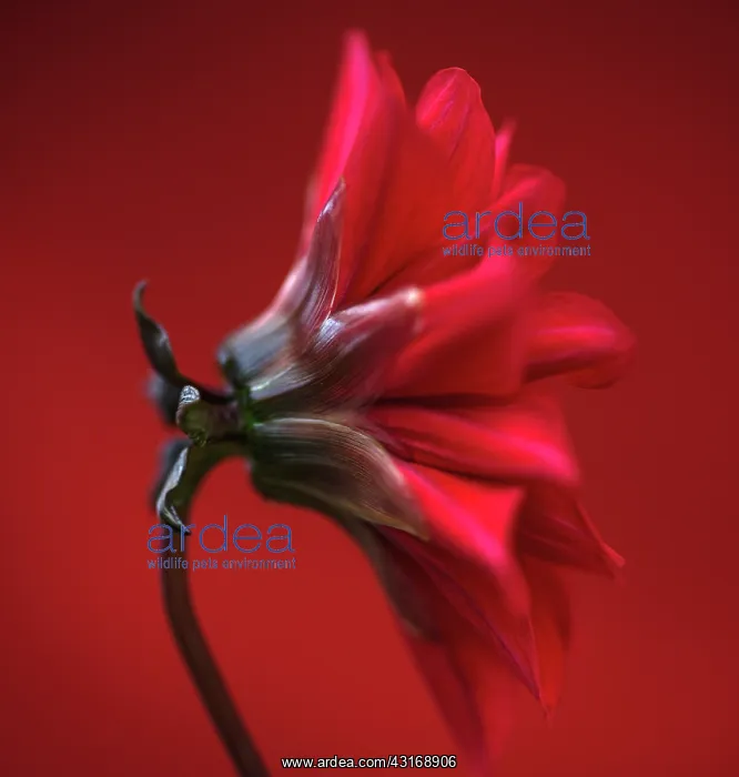 : Dahlia, red flower shot against similar colour backgound : Dahlia, red flower shot against similar colour backgound