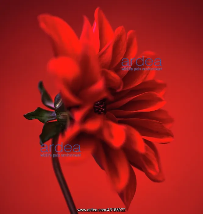 : Dahlia, red flower shot against similar colour backgound : Dahlia, red flower shot against similar colour backgound