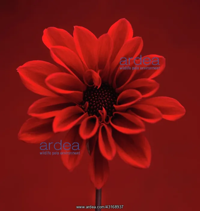 : Dahlia, red flower shot against similar colour backgound : Dahlia, red flower shot against similar colour backgound