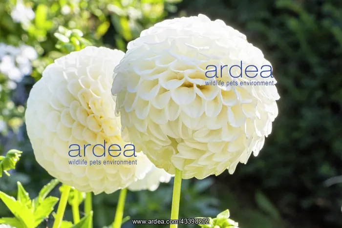 : Dahlia Ryecroft Jan, flowers : Dahlia Ryecroft Jan, flowers