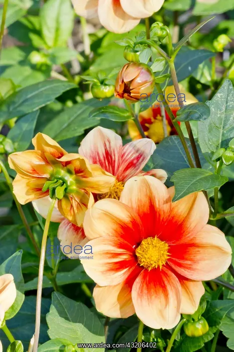 : Dahlia Schloss Reinbek in bloom in a garden : Dahlia Schloss Reinbek in bloom in a garden