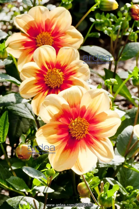 : Dahlia Schloss Reinbek in bloom in a garden : Dahlia Schloss Reinbek in bloom in a garden