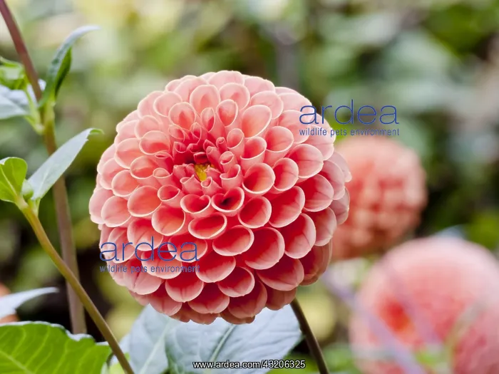 : Dahlia Sheila in bloom in a garden : Dahlia Sheila in bloom in a garden