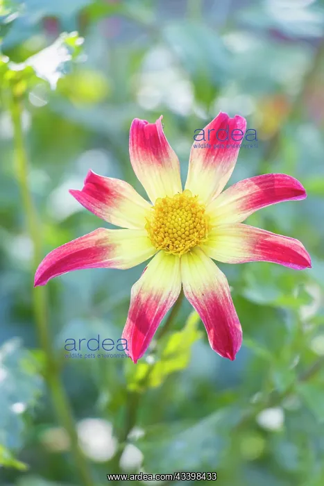 : Dahlia Star Group Sunset, flower : Dahlia Star Group Sunset, flower
